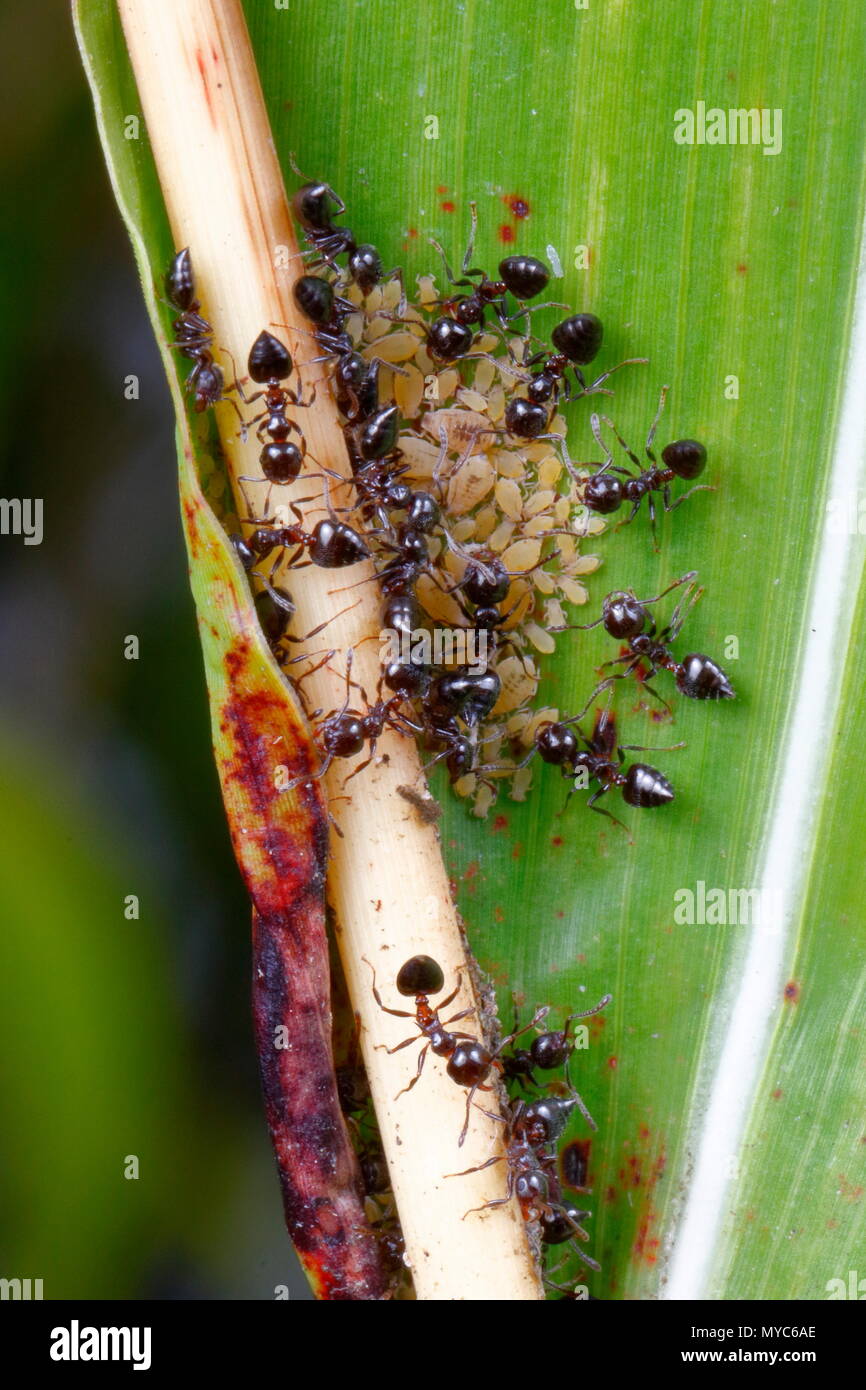 Ameisen, Crematogaster Arten, tendenziell Blattläuse auf der Unterseite des Blattes. Stockfoto