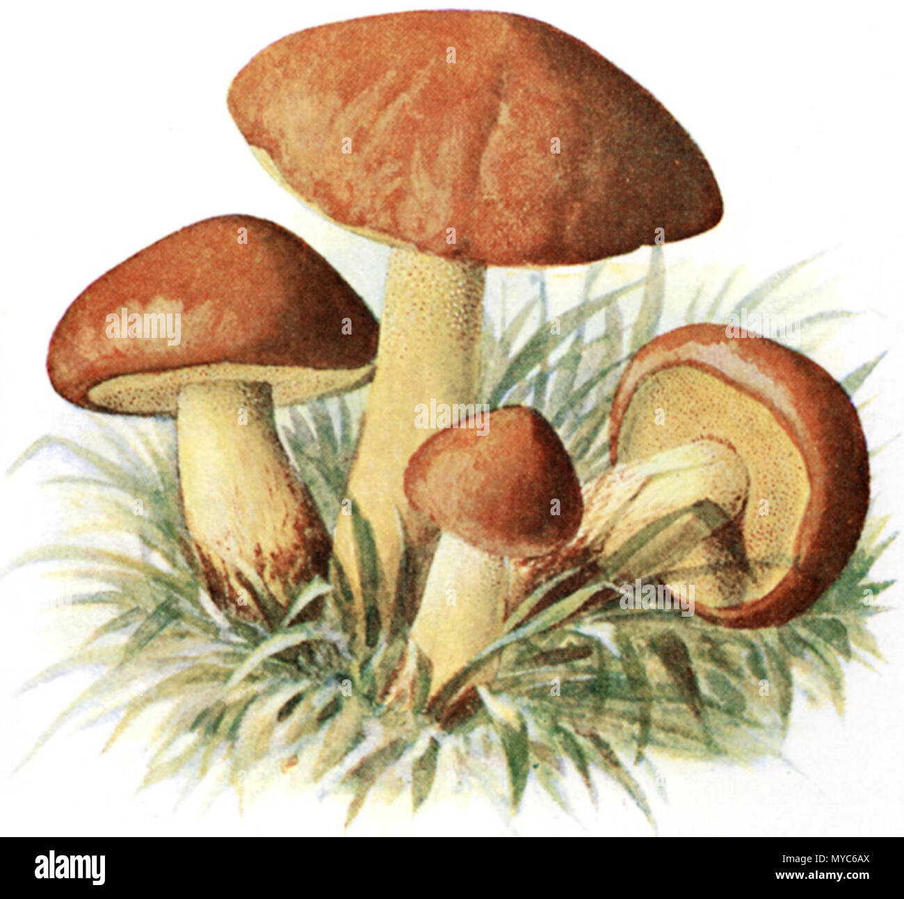 307 Körnchenröhrling-1 Stockfoto