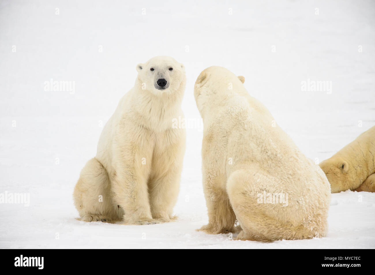 Eisbär (Ursus maritimus), Wapusk National Park, Cape Churchill, Manitoba, Kanada Stockfoto