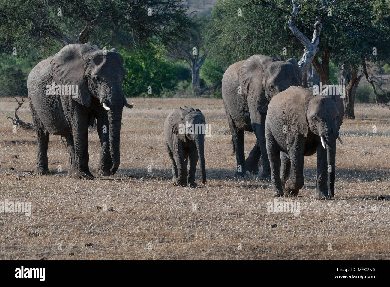 Elefantenherde in den Mashatu Private Game Reserve in Botswana Stockfoto