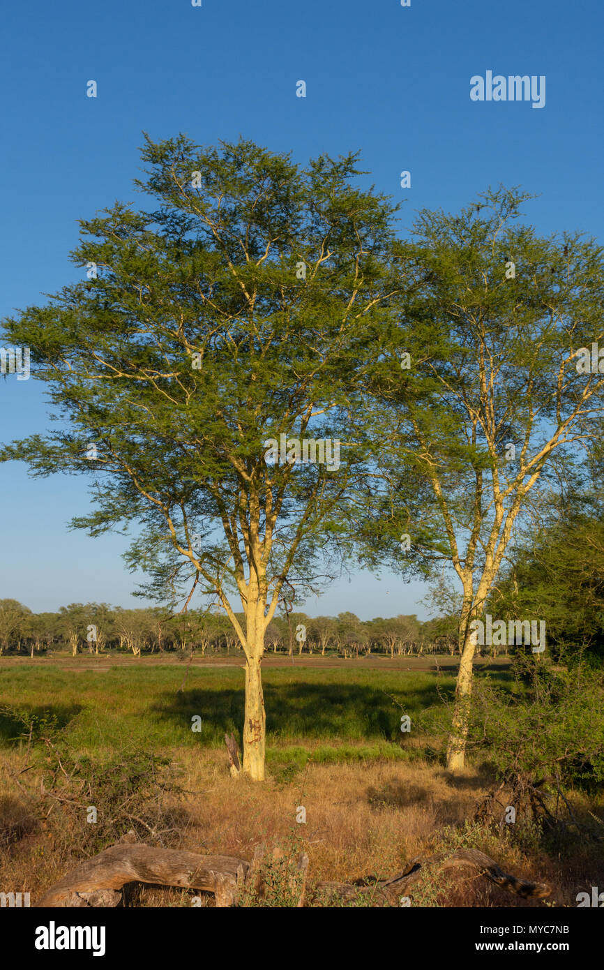 Ein Fever Tree Forest in der Makuleke Vertrag nördlichen Kruger Park, Südafrika Stockfoto