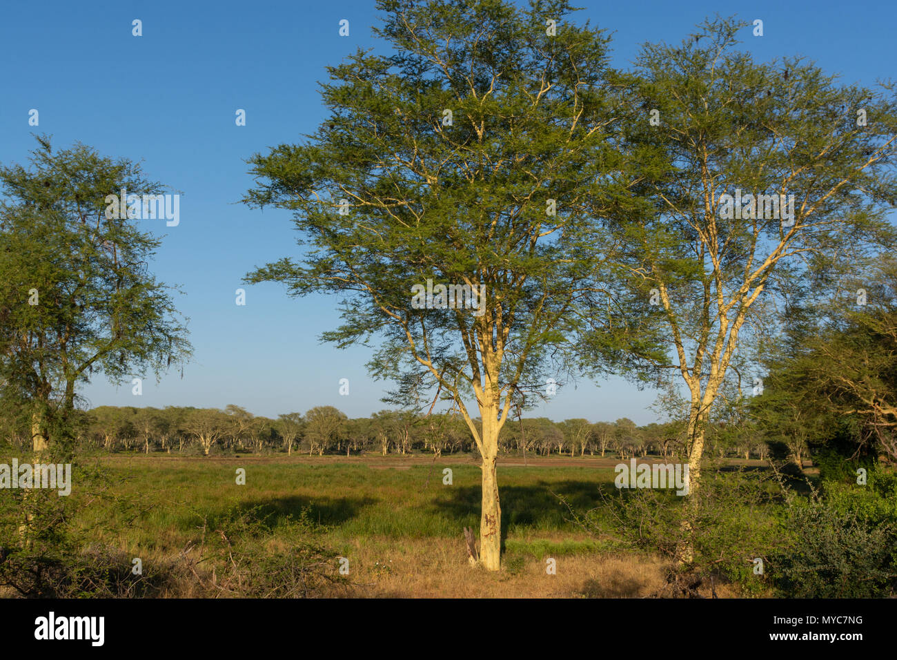 Ein Fever Tree Forest in der Makuleke Vertrag nördlichen Kruger Park, Südafrika Stockfoto