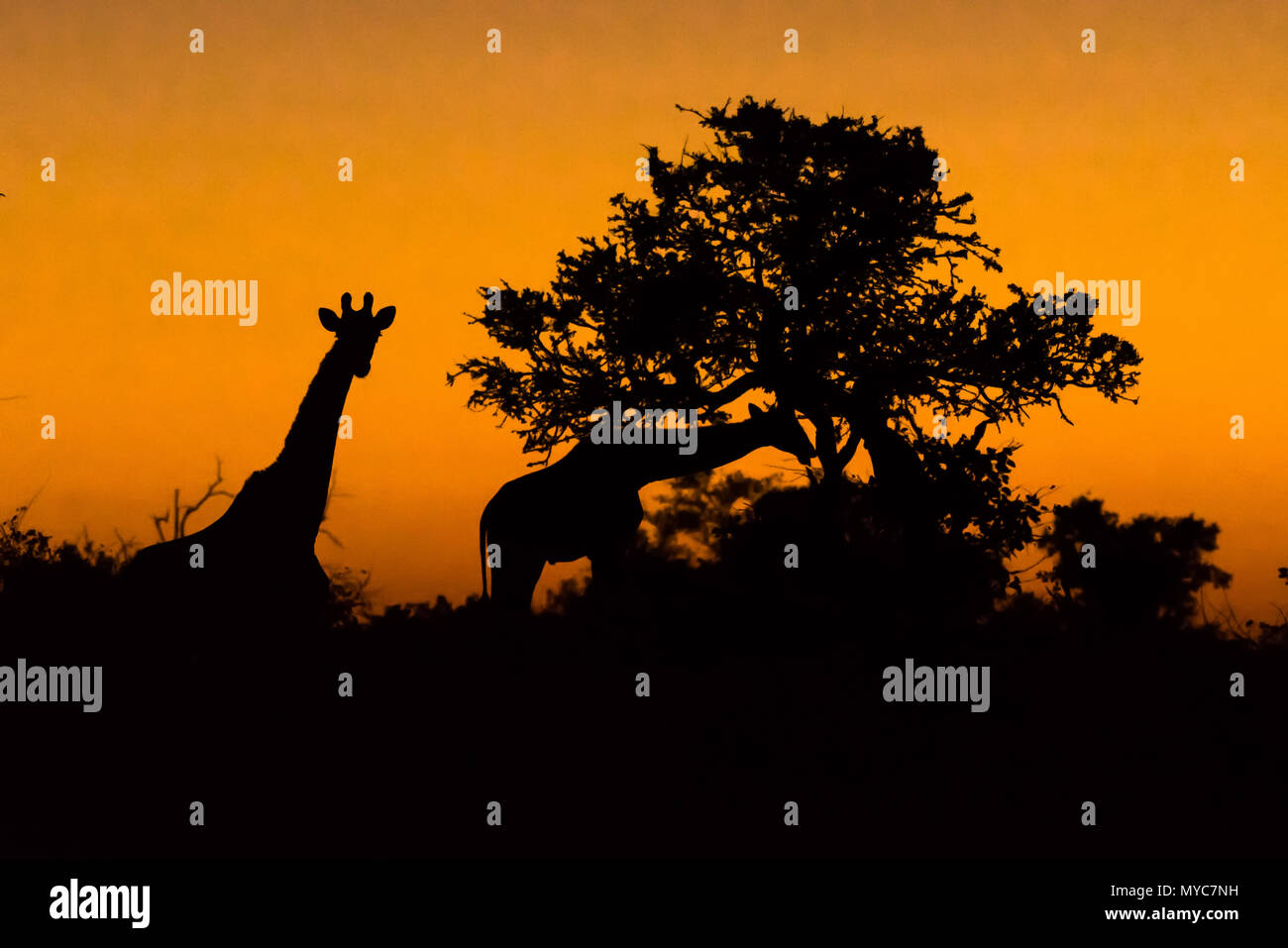 Giraffe in der Dämmerung Botswana Stockfoto