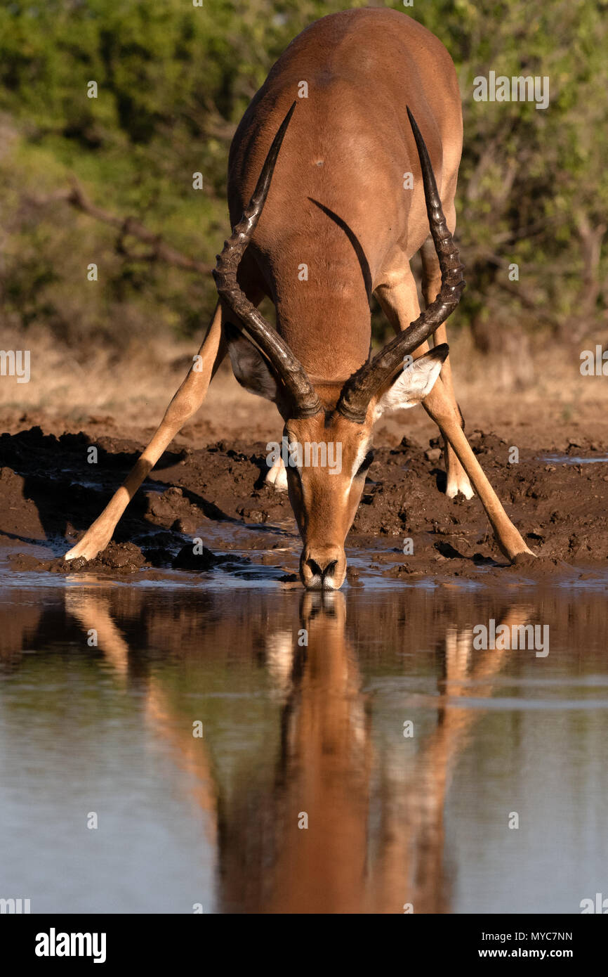 Impala Trinken an einem Wasserloch in Botsuana Stockfoto