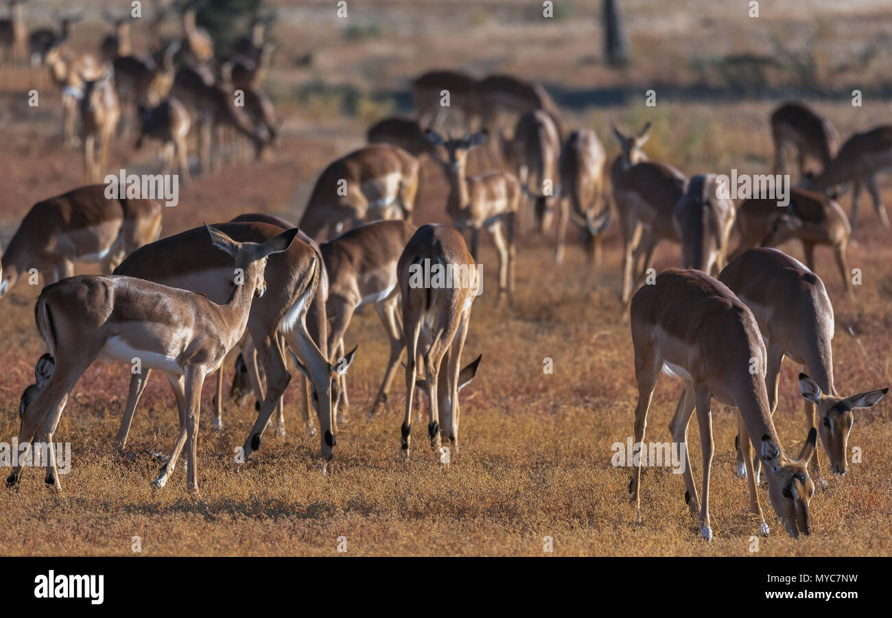 Eine Herde Impalas in der Mashatu Private Game Reserve in Botswana Stockfoto
