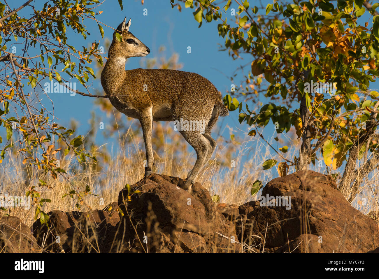 Ein klippspringer in der Mashatu Private Game Reserve in Botswana Stockfoto