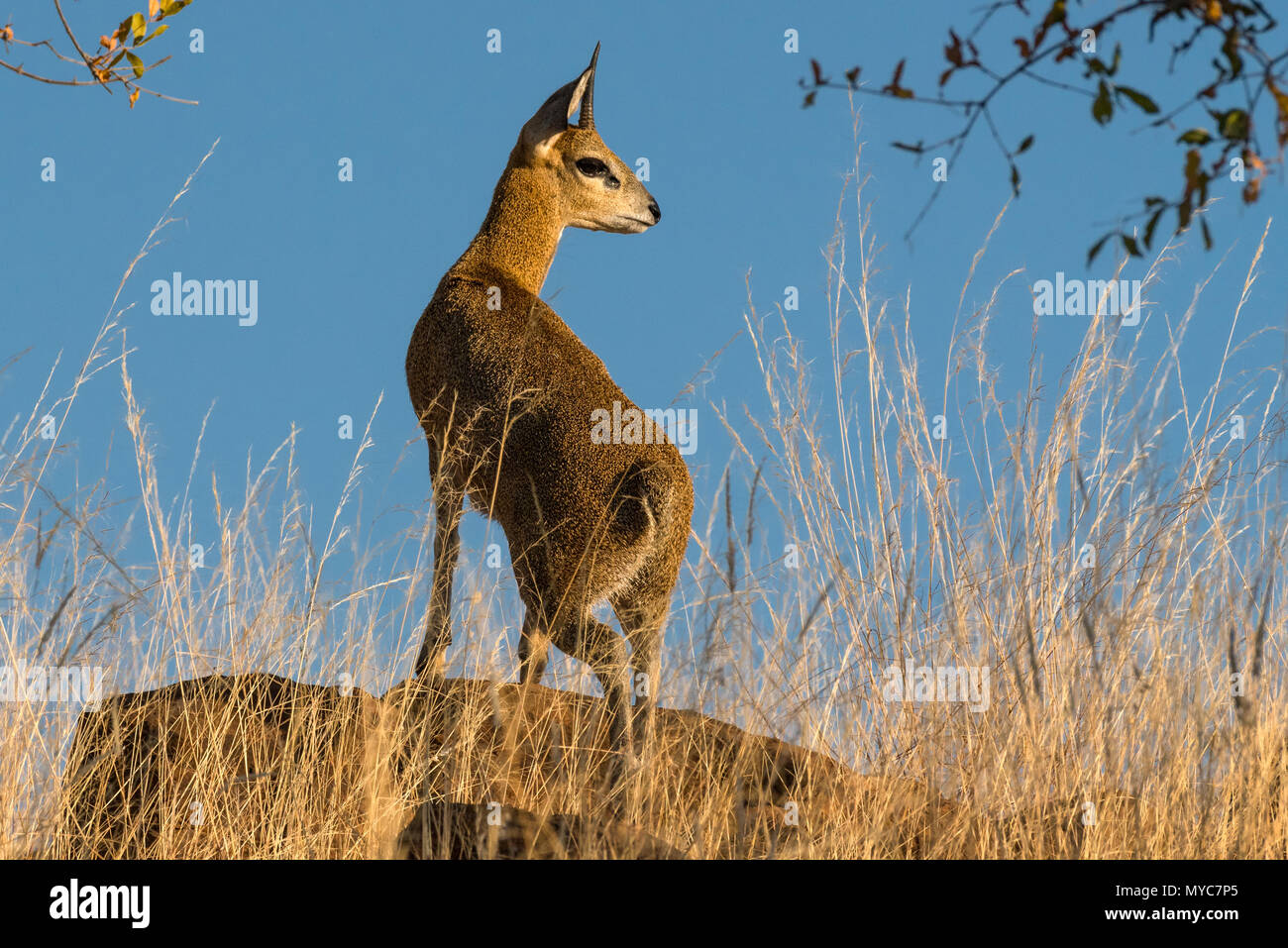 Ein klippspringer in der Mashatu Private Game Reserve in Botswana Stockfoto