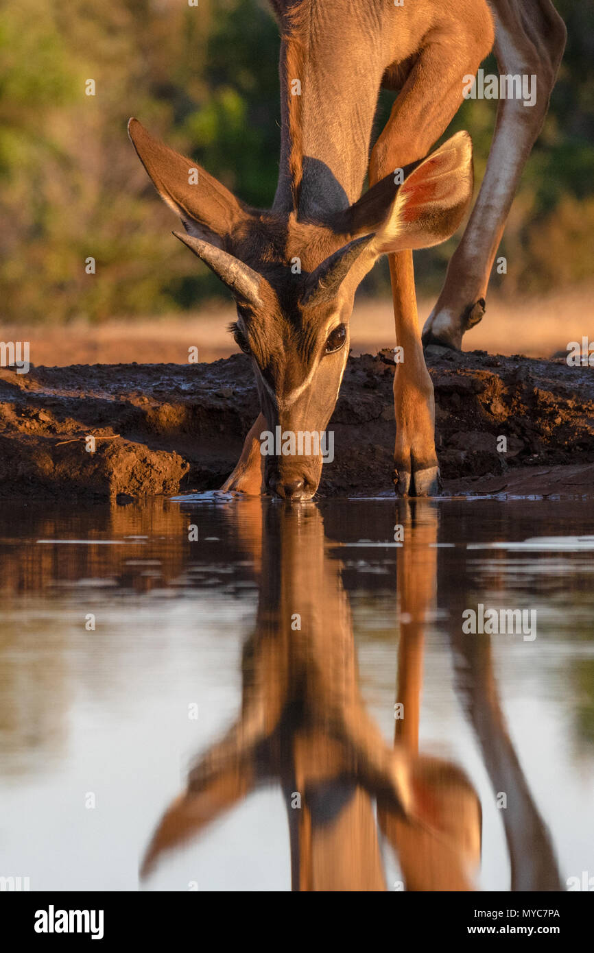 Kudu am Matabole Wasserloch in Botswana Ausblenden Stockfoto