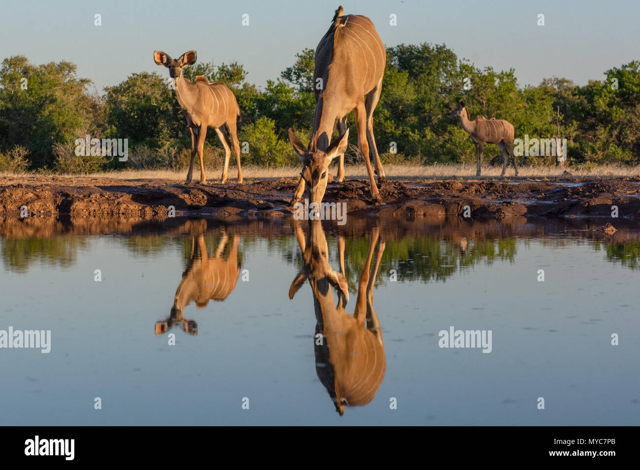 Kudu am Matabole Wasserloch in Botswana Ausblenden Stockfoto