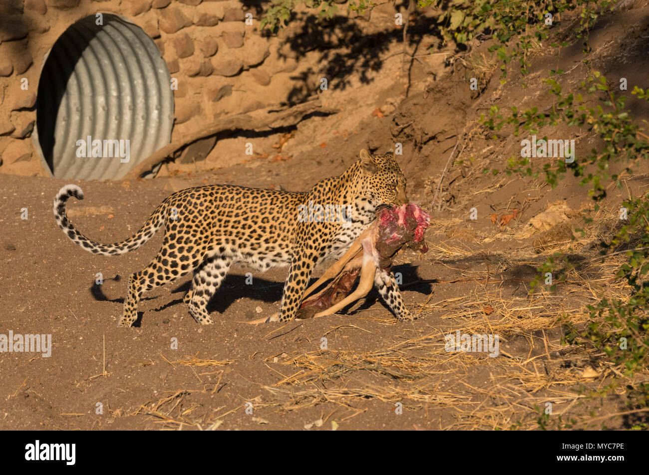 Leopard seine Tötung von einem strassenrand Düker im Mashatu Game Reserve Boitswana Stockfoto