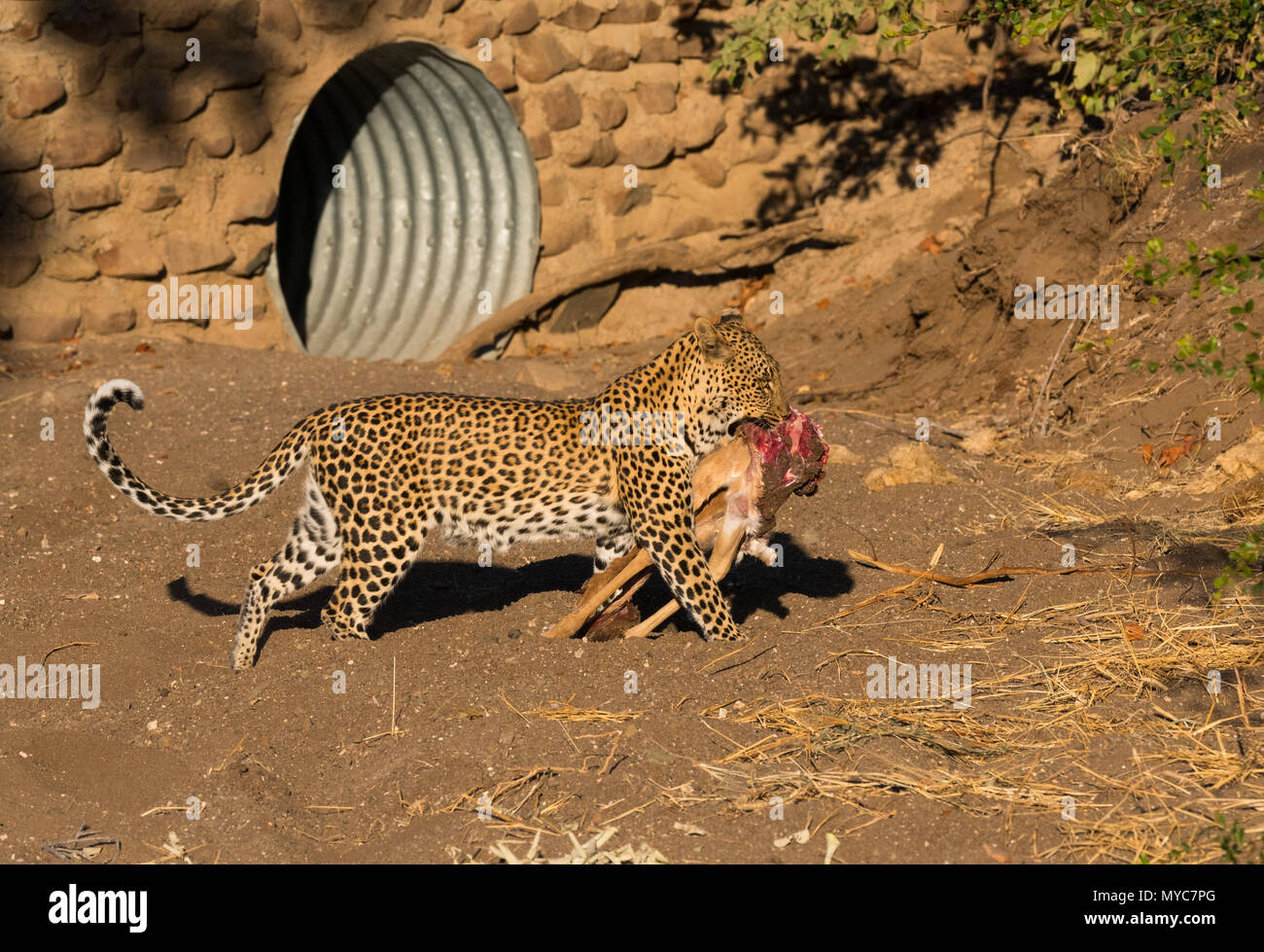 Leopard seine Tötung von einem strassenrand Düker im Mashatu Game Reserve Boitswana Stockfoto