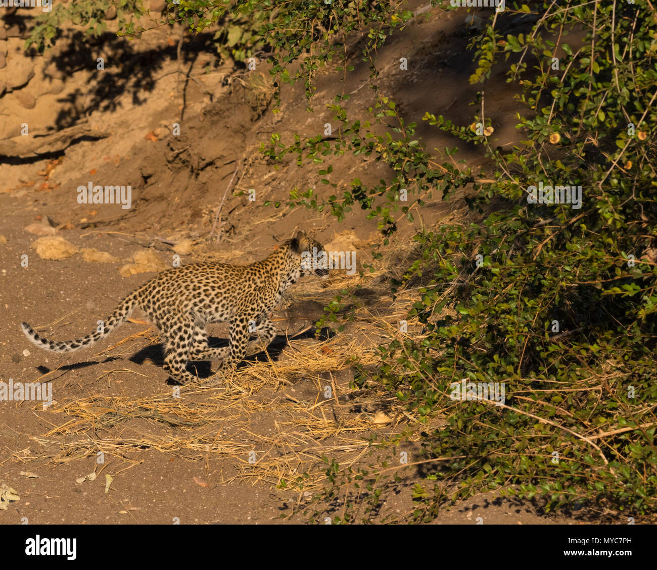 Leopard Cub in trockenen Flussbett Stockfoto