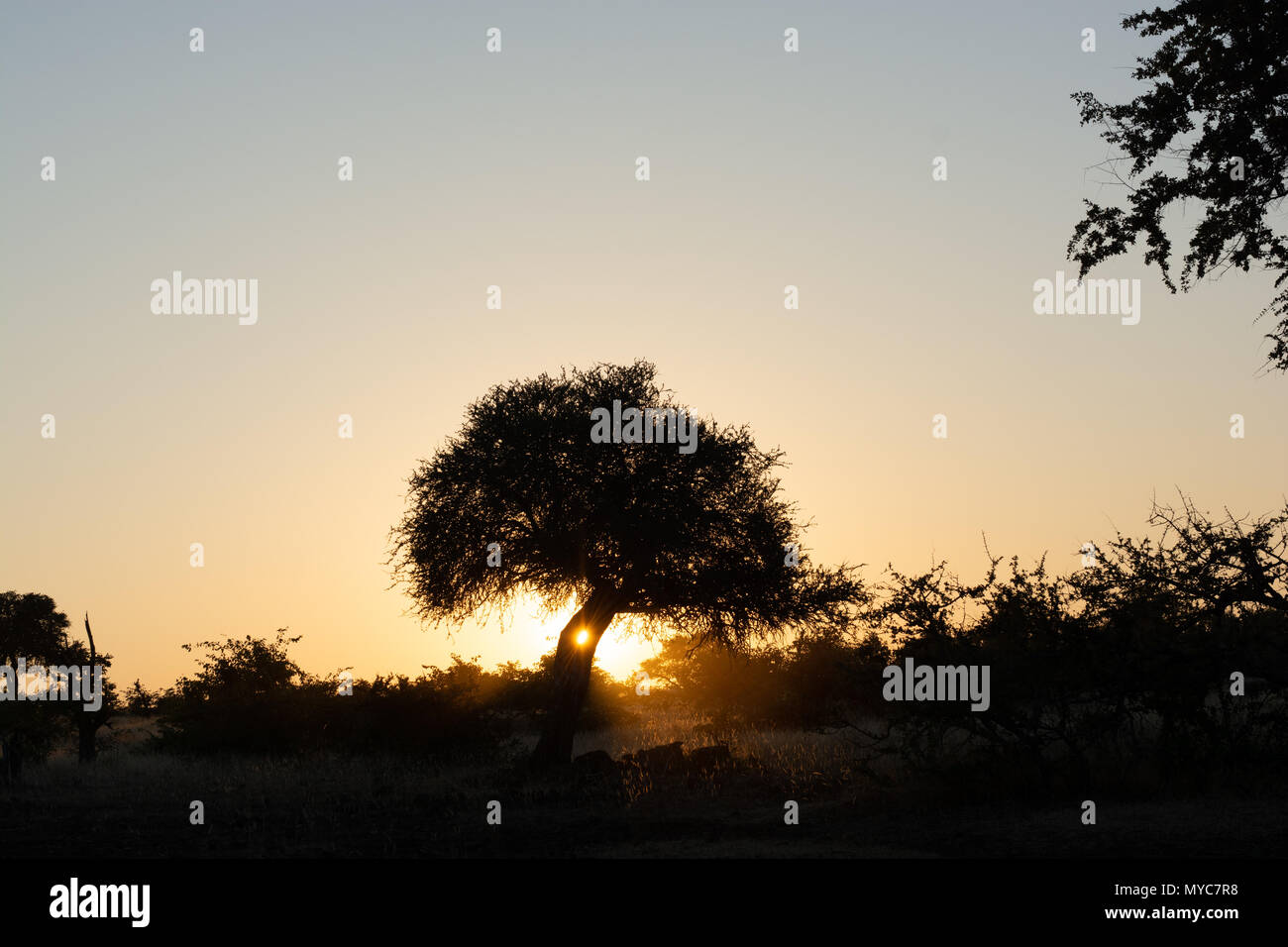 Sonnenuntergang in der Mashatu Private Game Reserve in Botswana Stockfoto