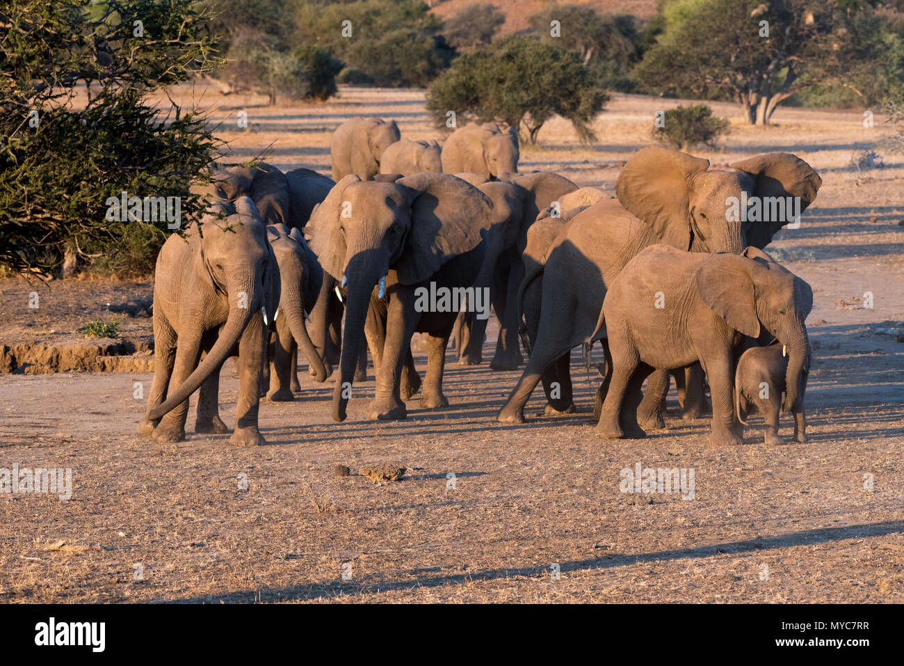 Zwei Zucht Herden von Elefanten Sitzung und Begrüßung in der Mashatu Game Reserve in Botswana Stockfoto