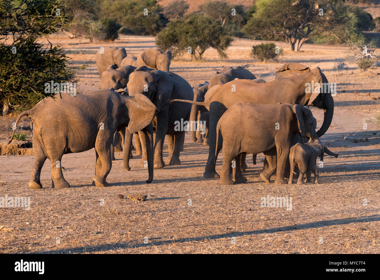 Zwei Zucht Herden von Elefanten Sitzung und Begrüßung in der Mashatu Game Reserve in Botswana Stockfoto