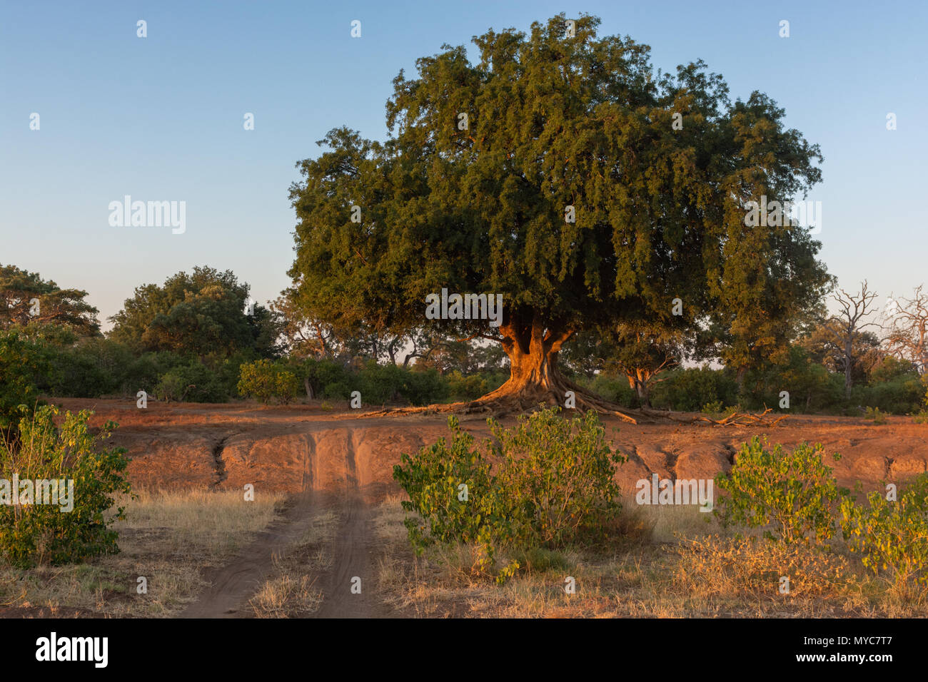 Das Nyala oder Mashatu Baum im Mashatu Private Game Reserve in Botswana Stockfoto
