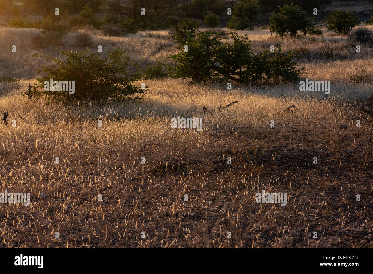 Sonnenuntergang in der Savanne im Mashatu Private Game Reserve in Botswana Stockfoto
