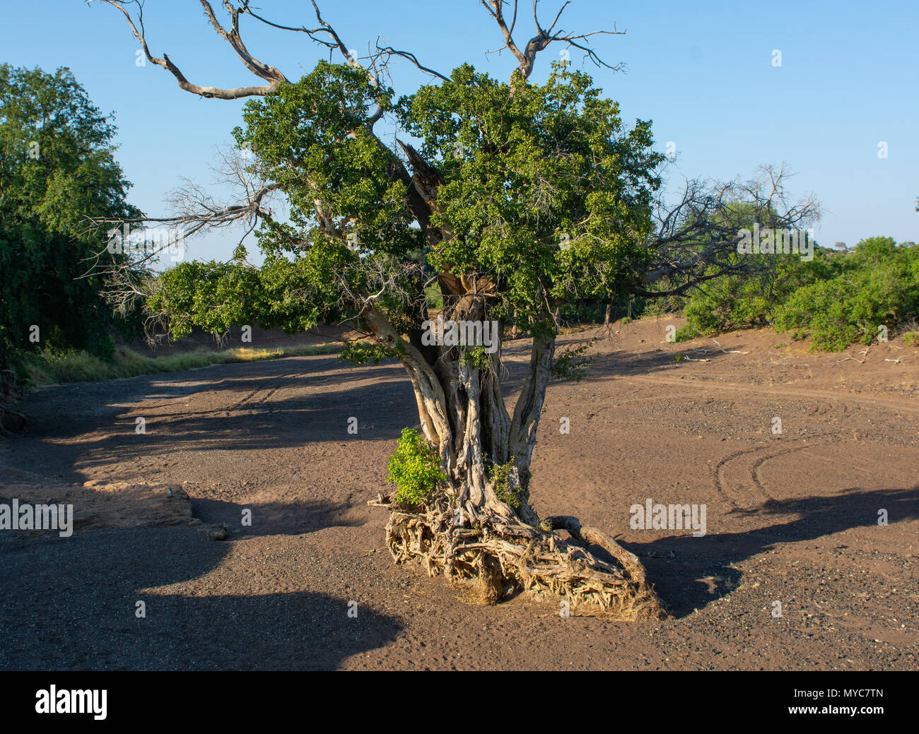 Sycamore Fig Tree in einem trockenen Flussbett in der Mashatu Game Reserve in Botswana Stockfoto