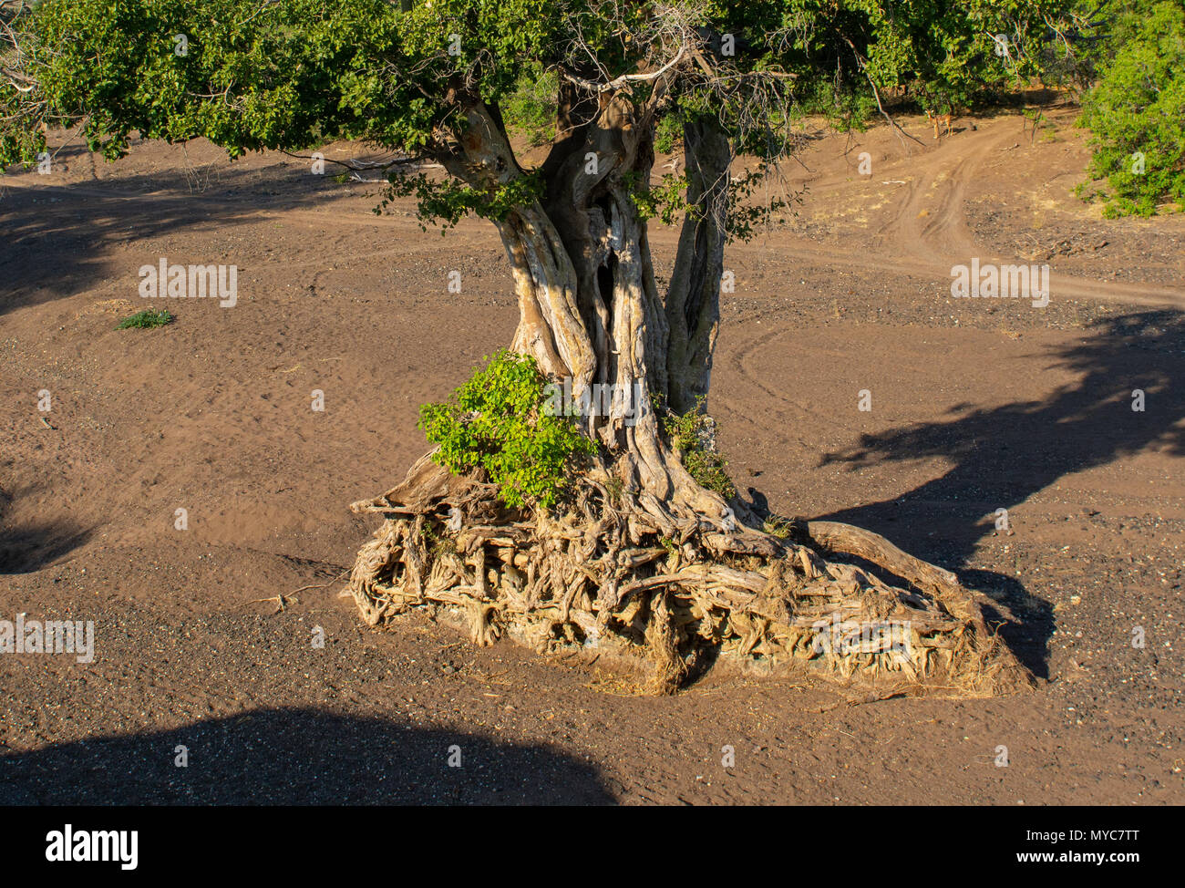 Sycamore Fig Tree in einem trockenen Flussbett in der Mashatu Game Reserve in Botswana Stockfoto