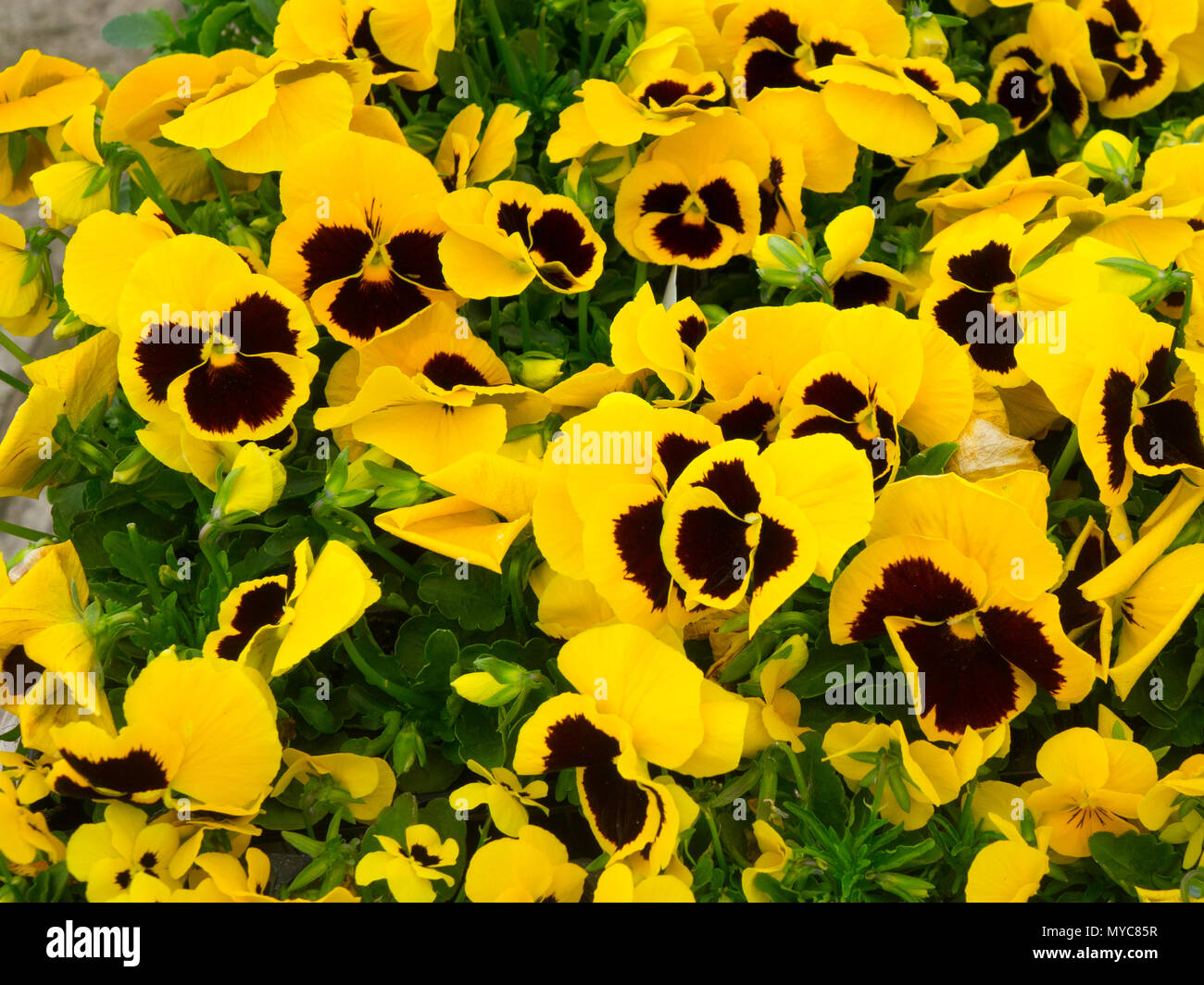 Gelbe Stiefmütterchen Pflanzen mit einem Fleck in einem Gartencenter zum Verkauf bereit für die frühjahrspflanzung Stockfoto