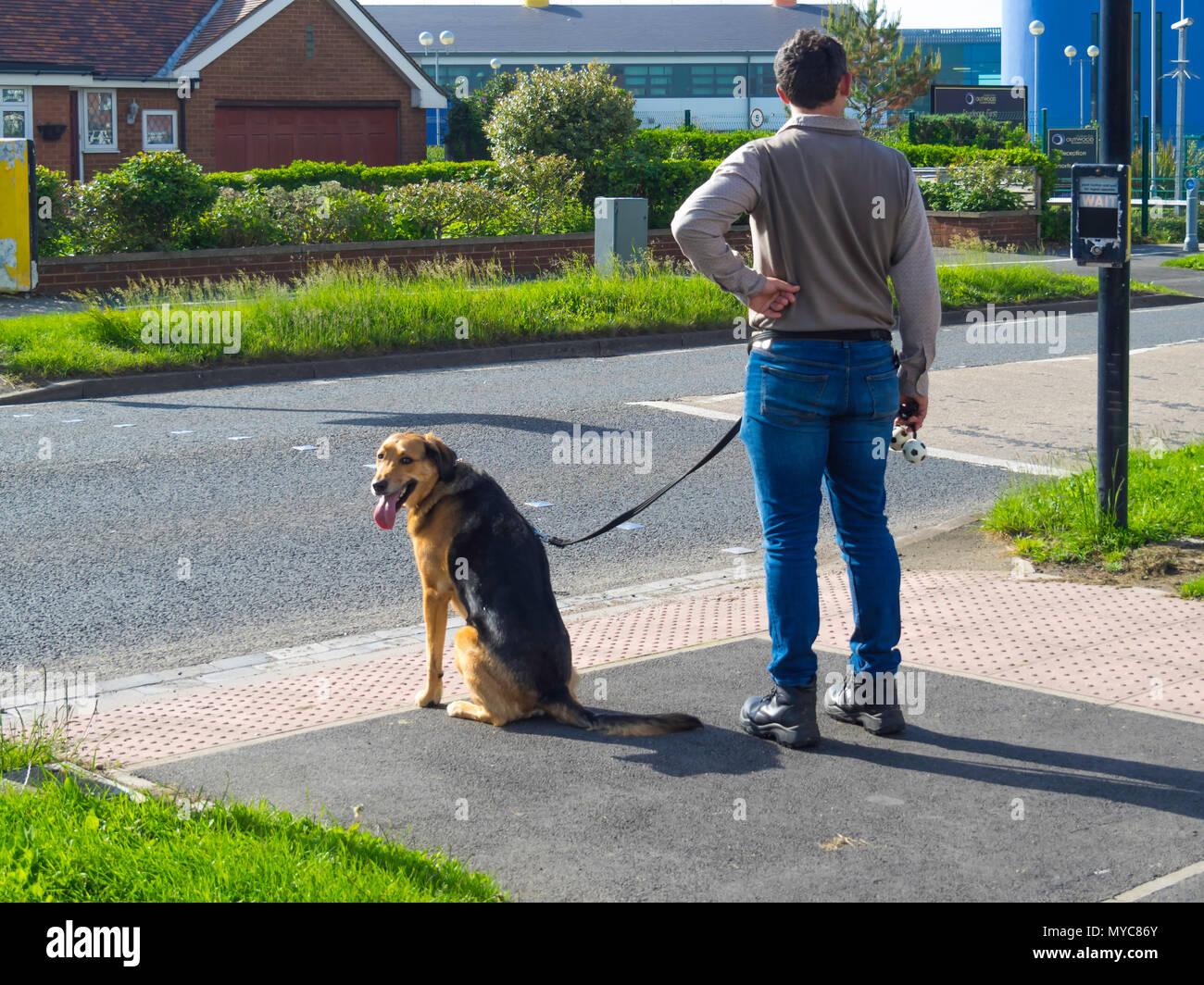 Ein Mann mit einem gut erzogene Schäferhund, Warten auf die Lichter der Verkehr an einem Zebrastreifen an einer Hauptstraße zu stoppen Stockfoto