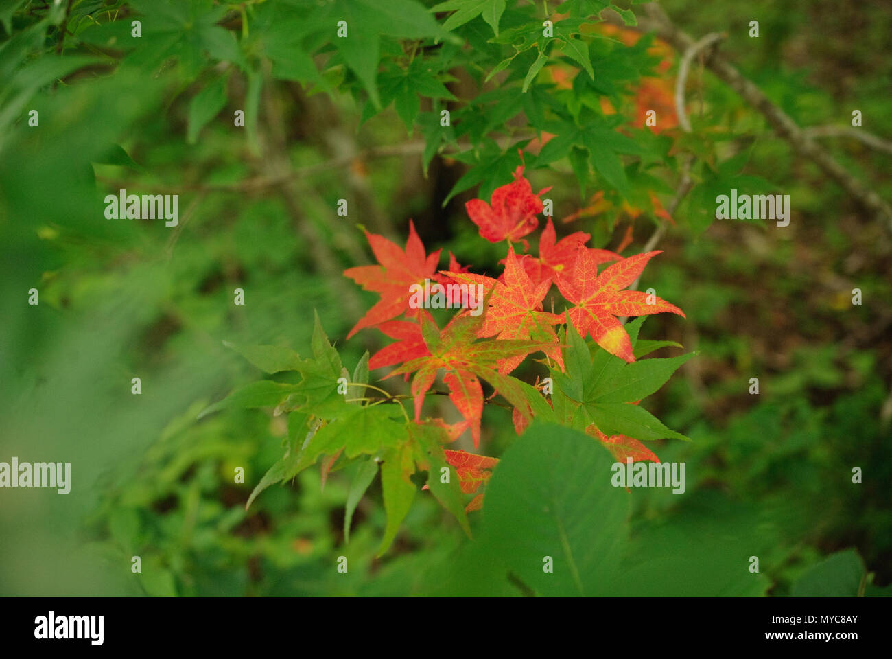 Anfang Herbst Blätter am Baum Stockfoto