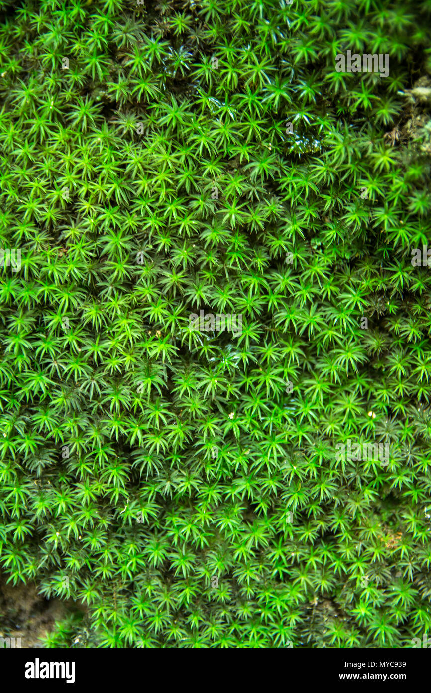 Green Moss Grass Textur Stockfoto