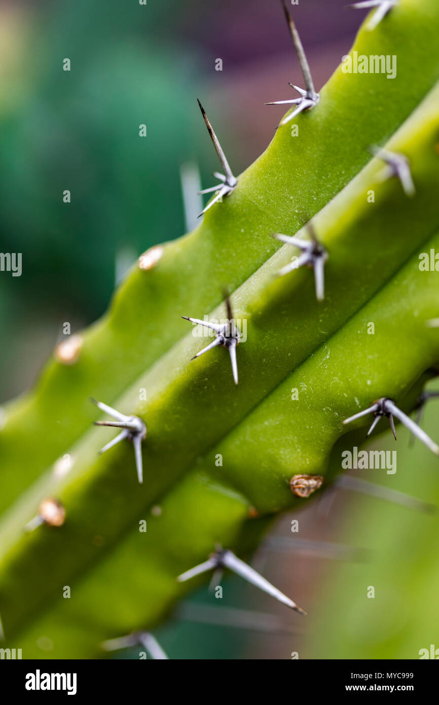 Detail der Blauen Myrtle Kaktus (Myrtillocactus geometrizans) Stockfoto