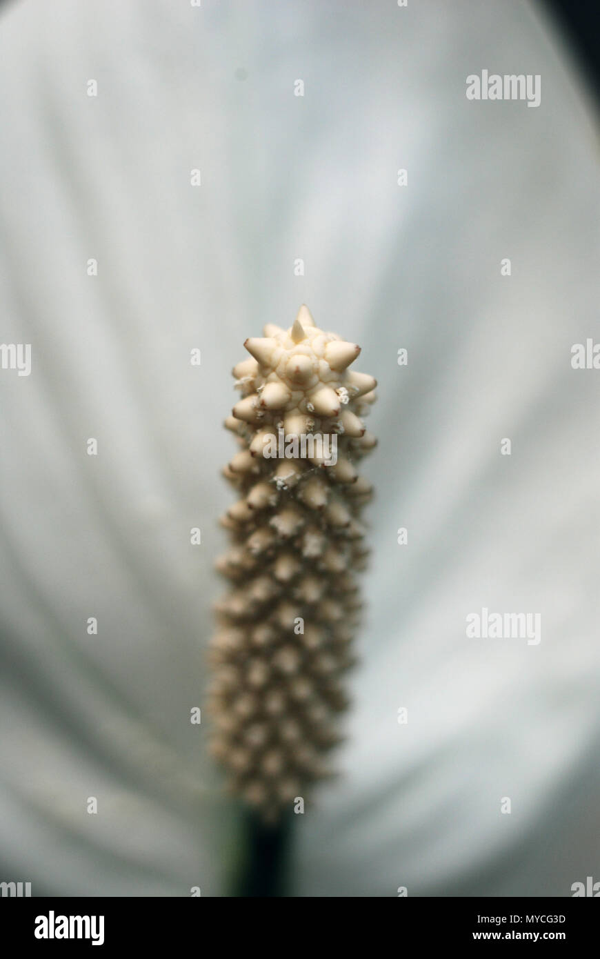 Nahaufnahme der Frieden Lilien Stockfoto