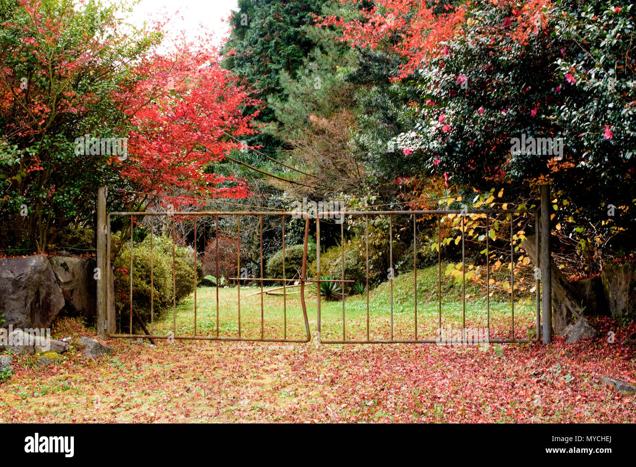 Rote Blätter secret garden Stockfoto