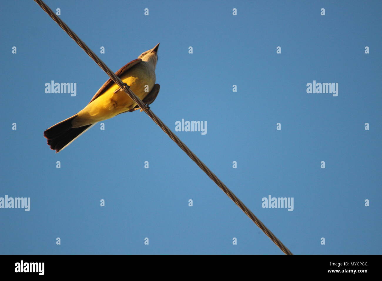 Ein Vogel sitzt auf einem telefonmast Draht im Sonnenlicht. Stockfoto