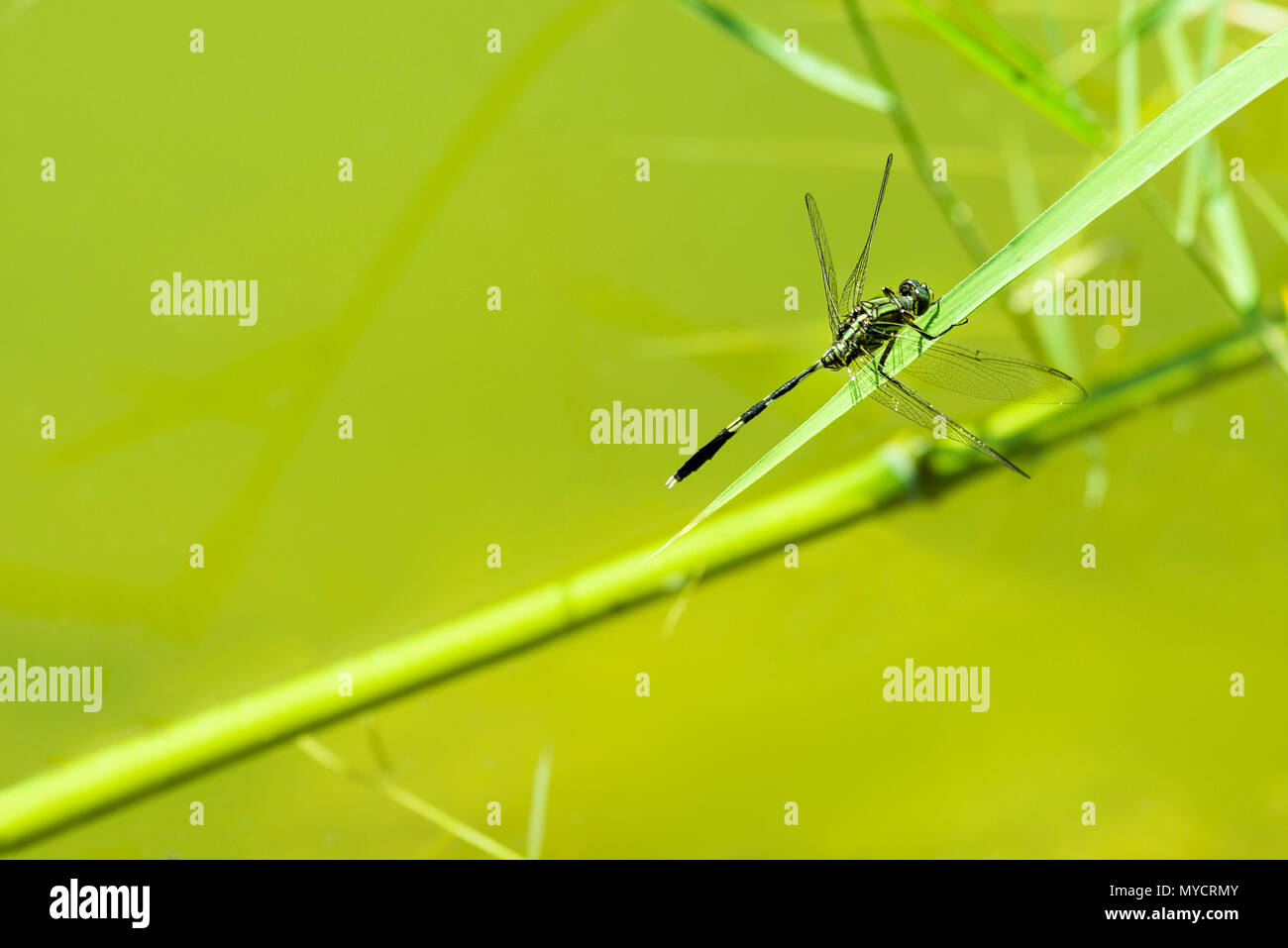 Libelle aus der Nähe Schuß auf grünem Hintergrund Stockfoto