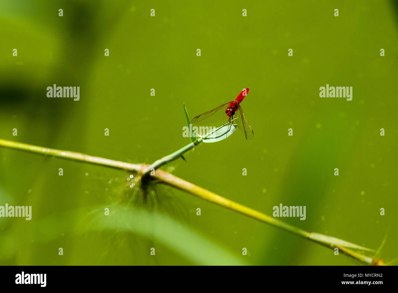 Rote Libelle aus der Nähe Schuß auf grünem Hintergrund Stockfoto