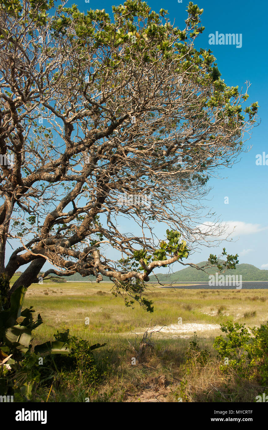 Afrikanische Sumpfgebiete Stockfoto