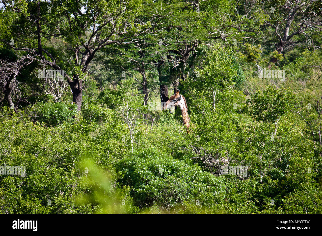 Kwazulu-Natal, Südafrika: Giraffe Kopf aus dicken grünen Baumkronen Stockfoto