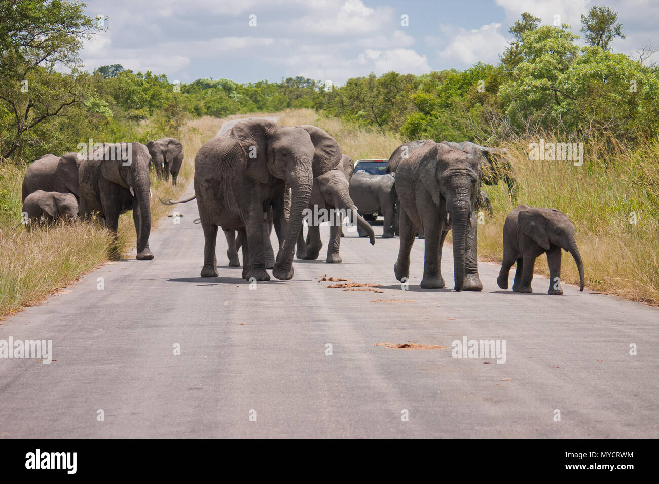 Gruppe Elefanten mit Kälbern beim Überqueren einer Straße in den Krüger National Park, Südafrika Stockfoto