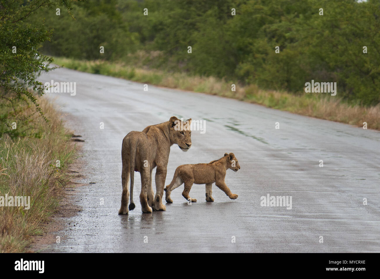 Löwin und ihr Junges Überqueren einer Straße im Kruger Nationalpark, Südafrika Stockfoto