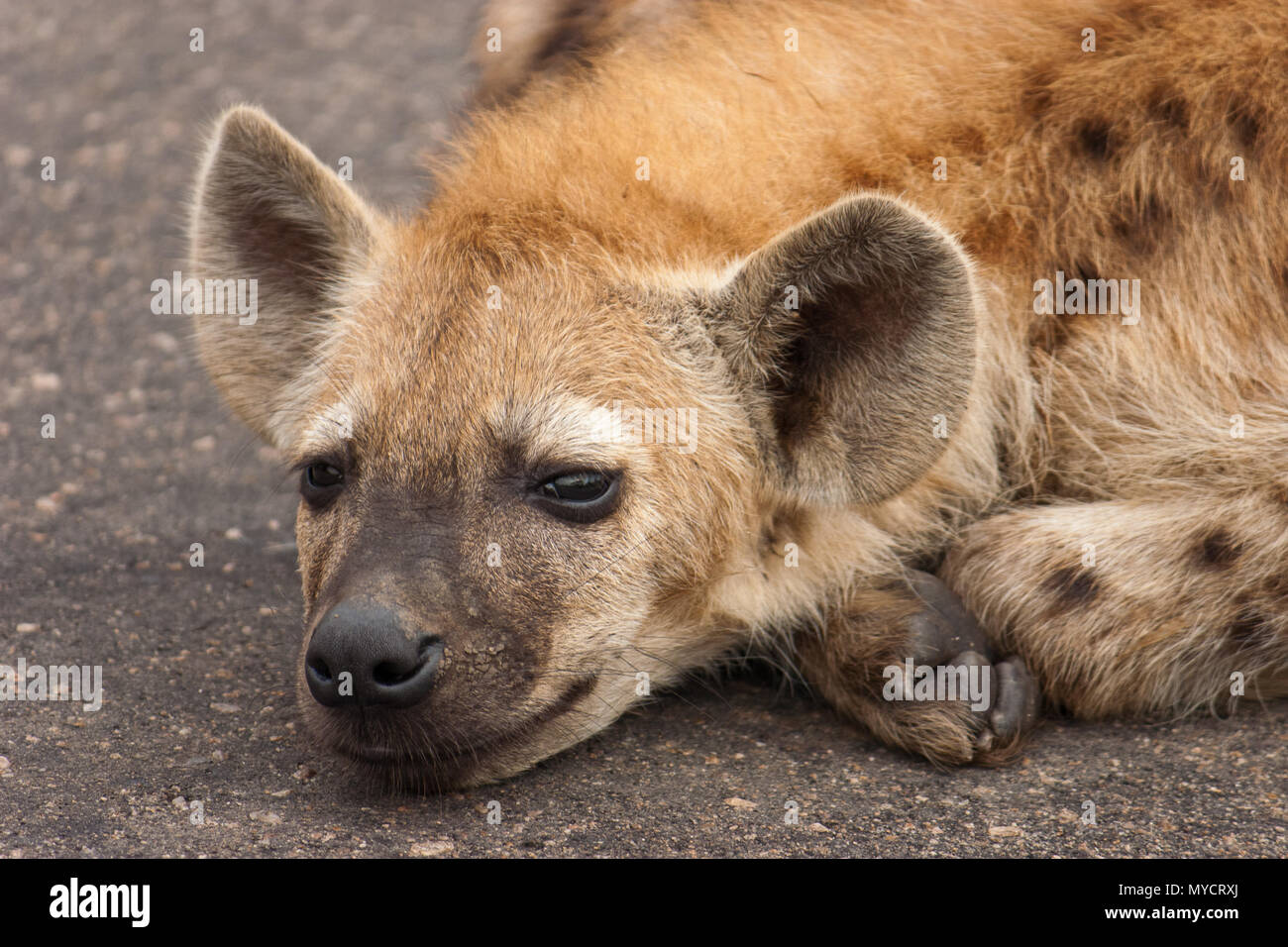 Hyäne Cub in die Kamera schaut Stockfoto