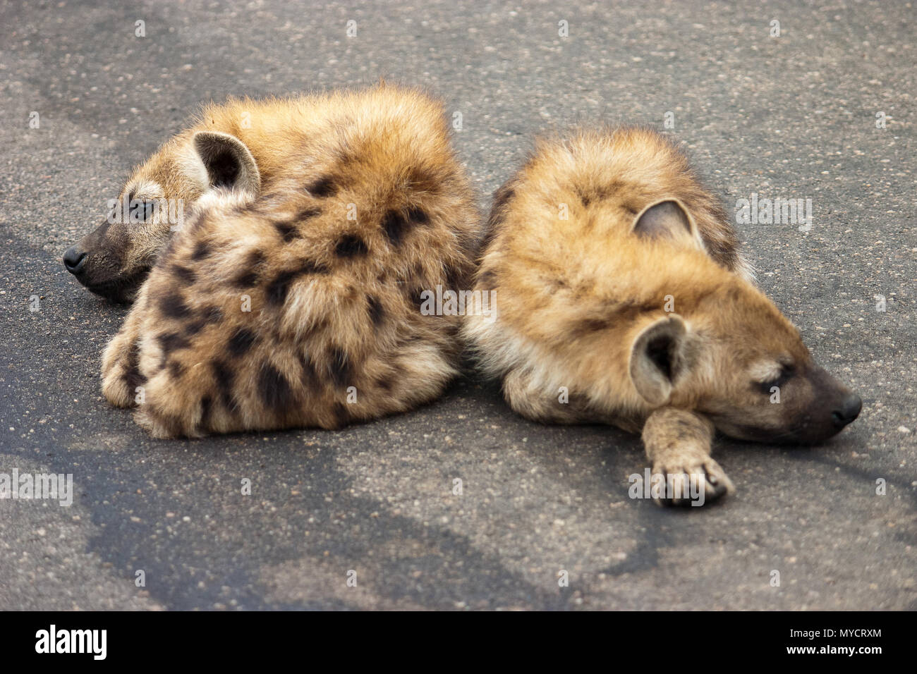 Zwei einsame Hyäne Cubs liegen auf einer Straße Stockfoto