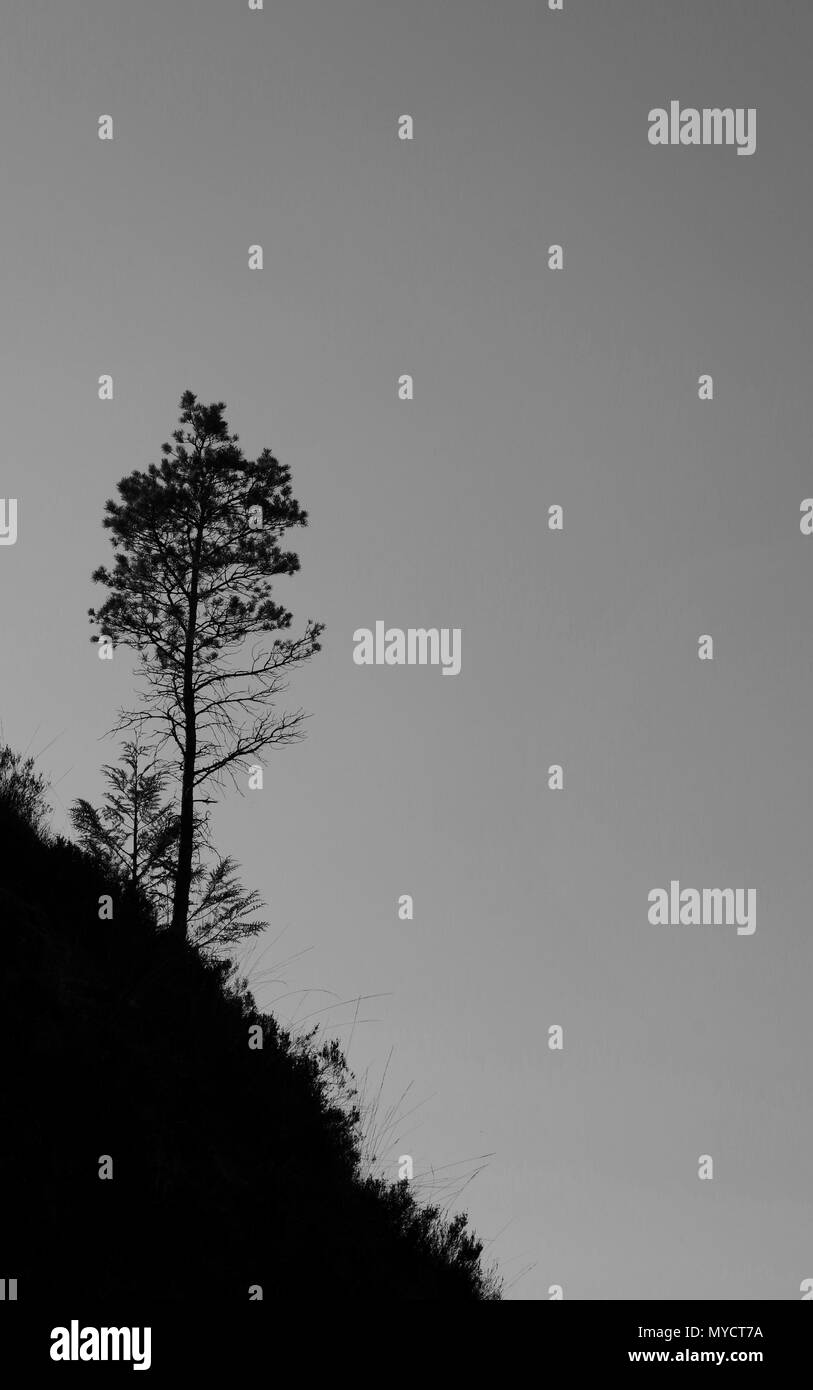 Einzelne Junge schottische Kiefern (Pinus sylvestris), die auf einem Hang an einem Sommertag. Beinn Eighe NNR, Kinlochewe, Schottland, Großbritannien. Stockfoto