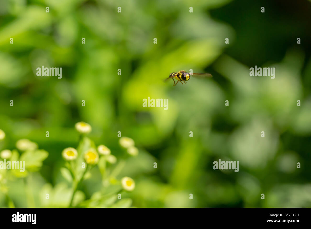 Xanthogramma pedissequum Hoverfly im Flug, von den 2 plump gelbe Dreiecke hinter dem Kopf aus. Selektiver Fokus mit unscharfem Hintergrund. Stockfoto