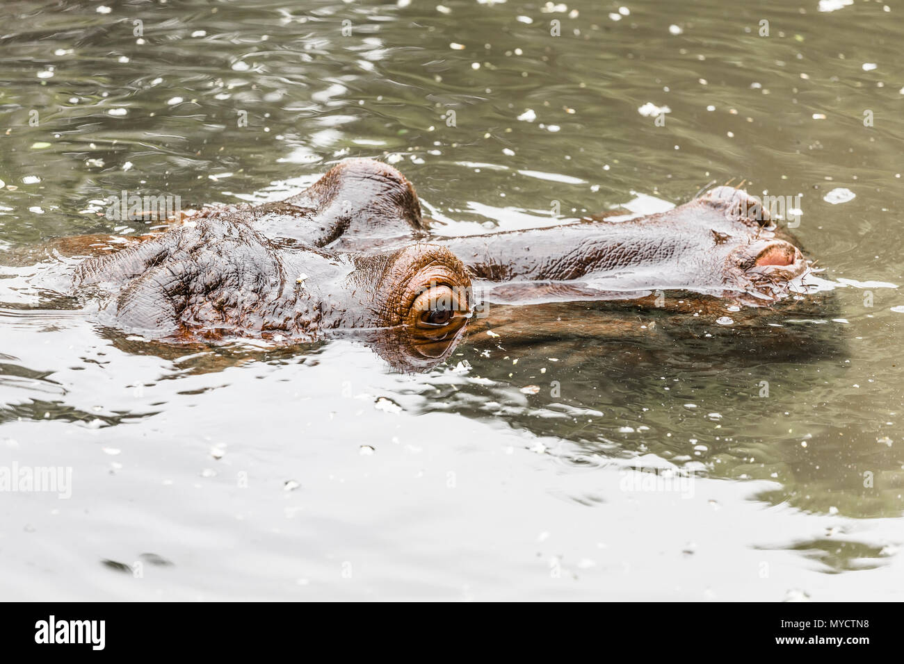 Schnauze hippopotamus Suchen aus dem Wasser ganz nah Stockfoto