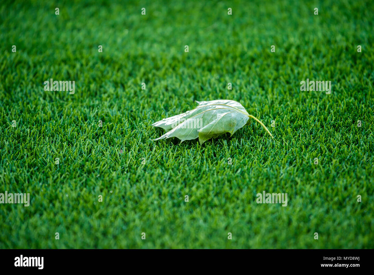 Ahorn lassen auf dem Boden der natürlichen Grün Fußball gefallen Stockfoto