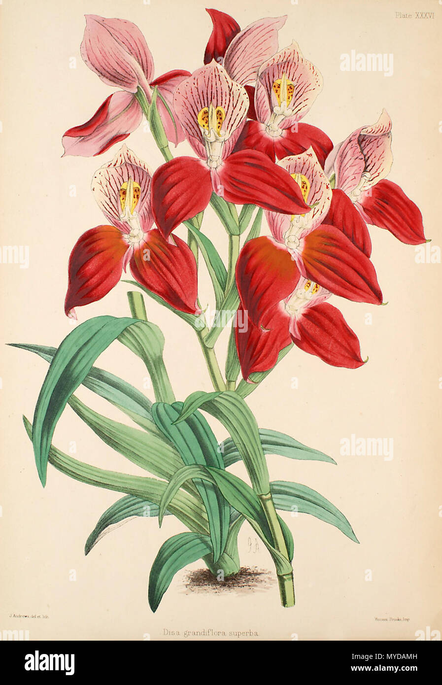 . Abbildung: Disa uniflora (syn. Disa grandiflora). Zwischen 1862 und 1865. James Andrews (1801-1876), Illustrator, Robert Warner (1814-1896) und Benjamin Samuel Williams (1822-1890) Editoren 141 Disa uniflora (wie D. grandiflora) - Warner, Williams - Wählen Sie Orch. Anlagen 1, PL. 36 (1862-1865) Stockfoto