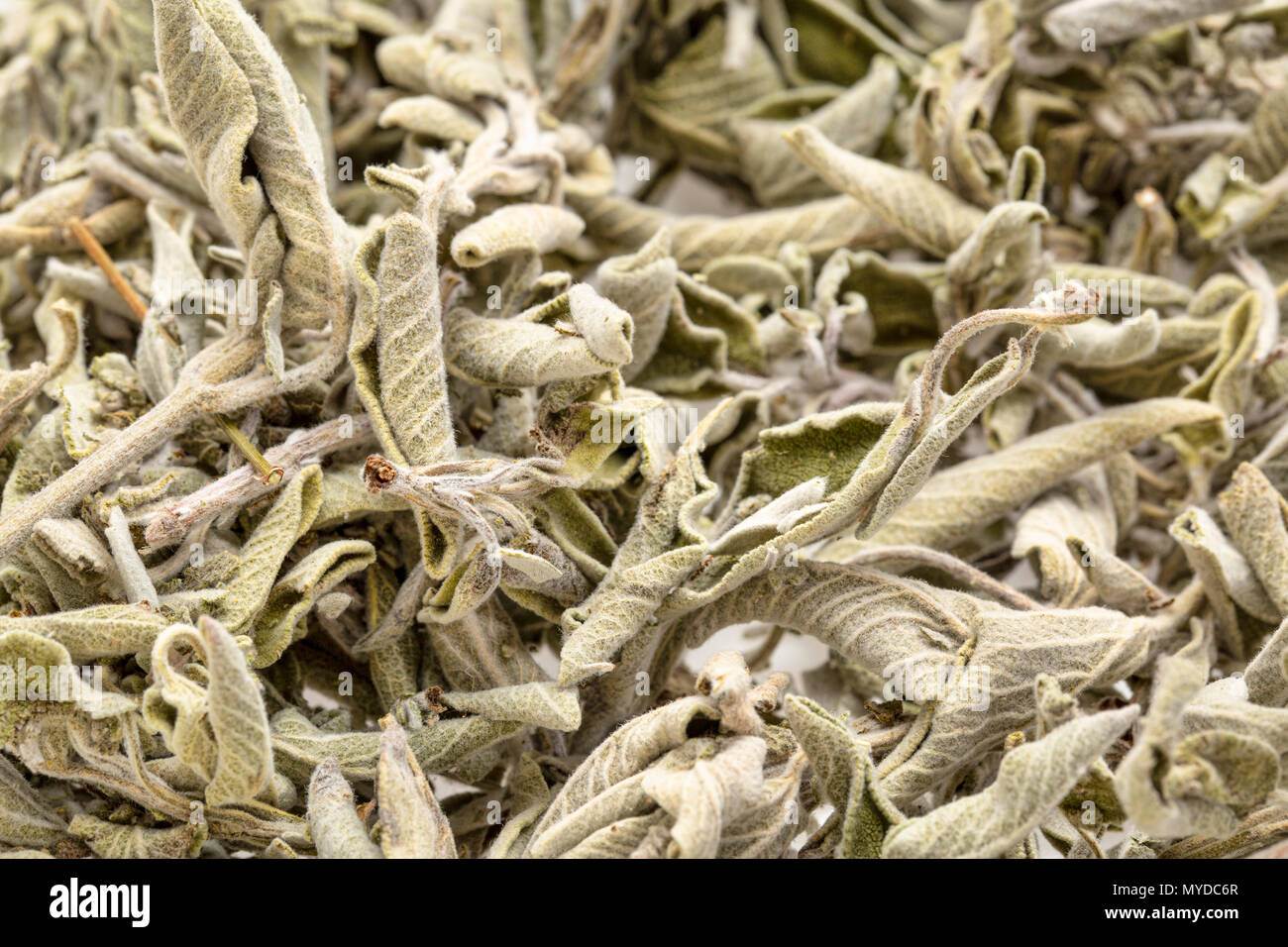 Ein Haufen von trockenen Griechischen Salbei Kräutertee (fascomilo) Stockfoto