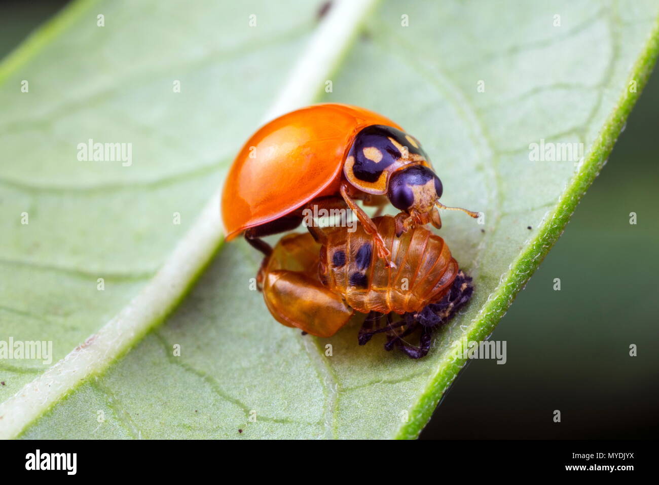Eine Orange lady Bug, Cycloneda sanguinea, und seine Puppe nach entstehen. Stockfoto