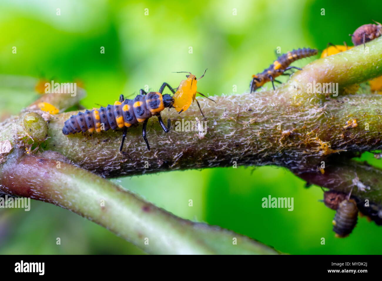 Eine Orange lady Bug, Cycloneda sanguinea, Larven fressen an ein milkweed Blattläuse. Stockfoto
