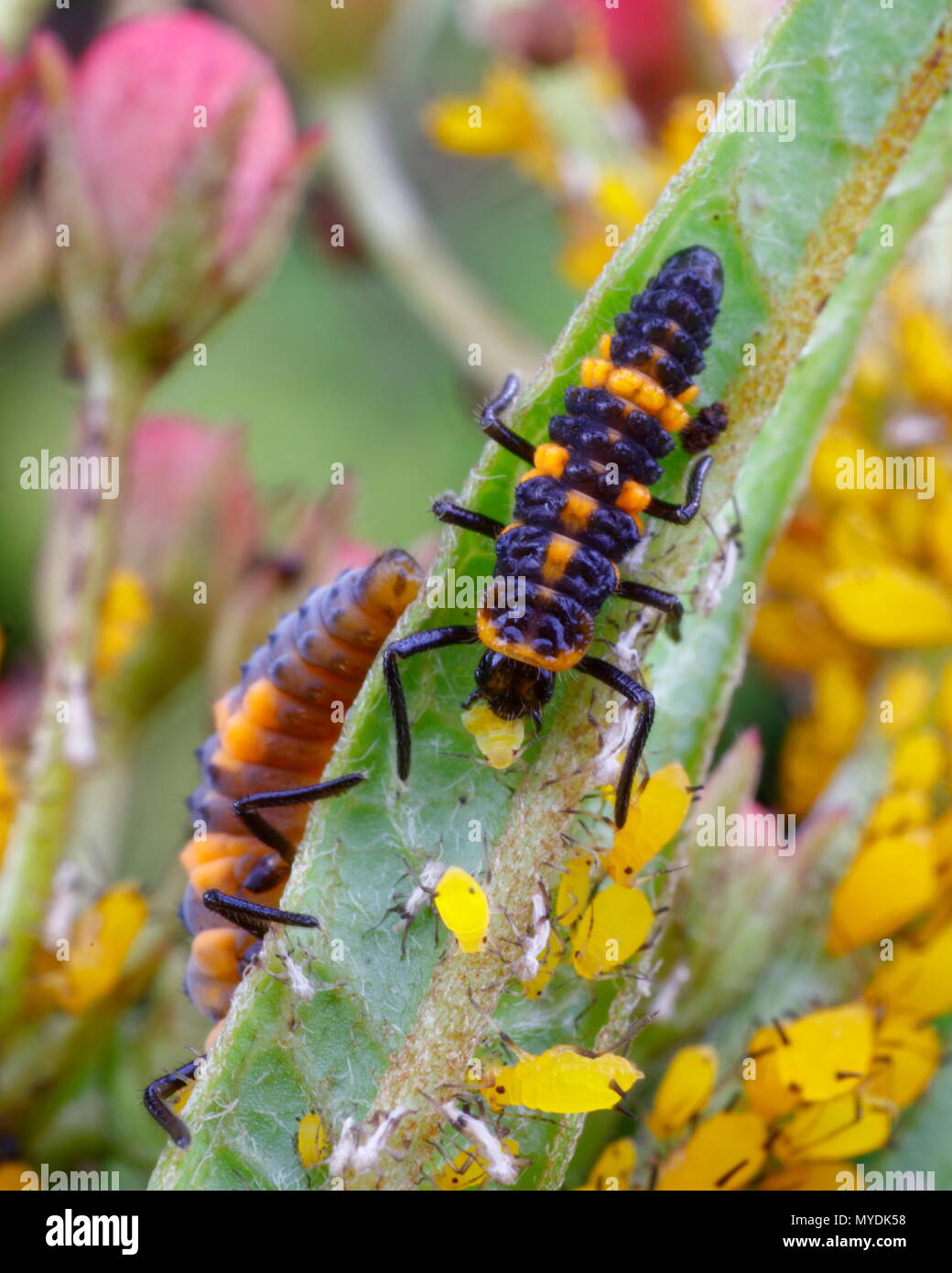 Eine Orange lady Bug, Cycloneda sanguinea, Larven fressen an ein milkweed Blattläuse. Stockfoto
