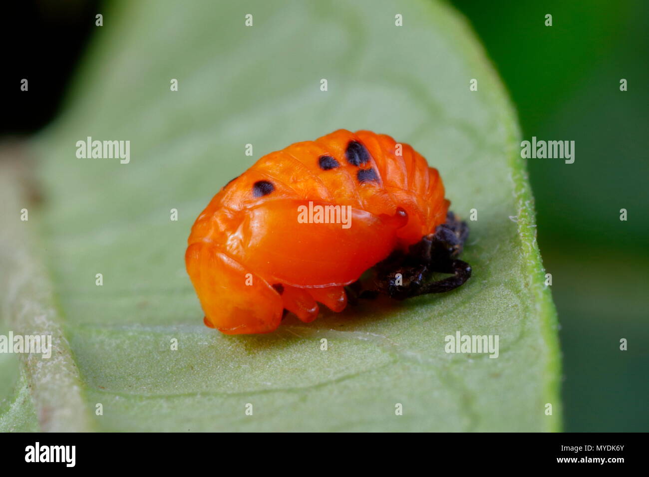 Eine Orange lady Bug, Cycloneda sanguinea, Puppe zum Schmetterling milkweed. Stockfoto
