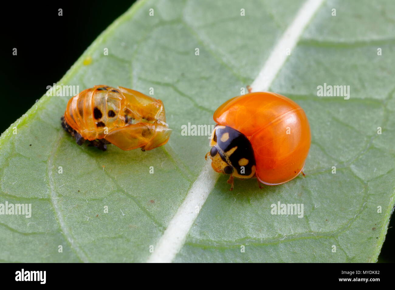 Eine Orange lady Bug, Cycloneda sanguinea, und seine Puppe nach entstehen. Stockfoto